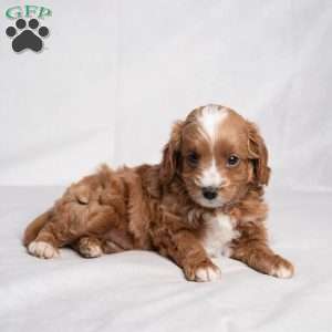 Zack, Cavapoo Puppy